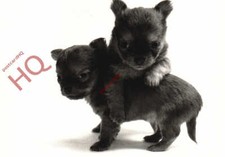chihuahua pups for sale chihuahua pups for sale NEWCASTLE UPON TYNE