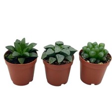 Rare haworthia assortment for sale  Apopka