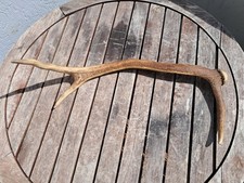 Bois cerf élaphe d'occasion  Lorient