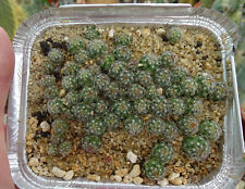 Echinofossulocactus multicosta d'occasion  Servian