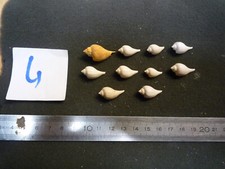 164.03 pirula elegans d'occasion  Esbly