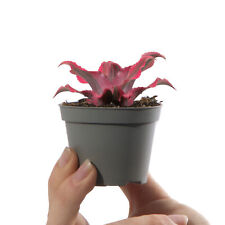 Baby earth star for sale  UK