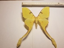 Actias maenas weibchen gebraucht kaufen  Halle