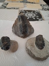 Konvolut trilobiten marokko gebraucht kaufen  Xanten
