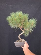 Bonsai pinus nigra usato  Montevarchi