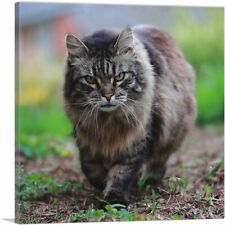 Artcanvas american bobtail for sale  Niles