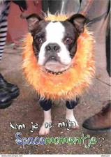 Animals dogs french d'occasion  Expédié en Belgium