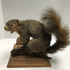 Vintage taxidermy brown for sale  Windber