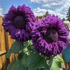 50pcs purple enchanting for sale  Staten Island