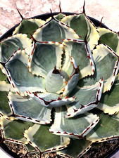 Agave kissho kan for sale  San Marcos