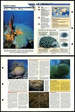 Brain coral primitive for sale  SLEAFORD