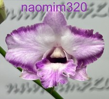Dendrobium tuesday delight for sale  Bogalusa