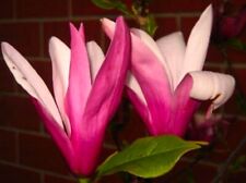 Graines magnolia soulangeg396 d'occasion  Sanary-sur-Mer