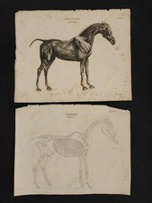 1810s antique horse for sale  Avondale