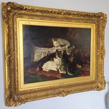 french cats for sale french cats for sale Westfield