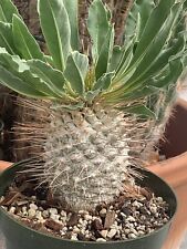 Pachypodium namaquanum d'occasion  Expédié en Belgium