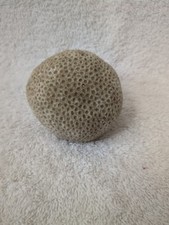 Real reef honeycomb for sale  Maricopa