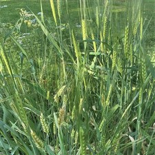 400 seeds barley for sale  Muldrow