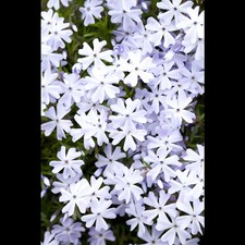 Phlox subulata emerald gebraucht kaufen  Deutschland