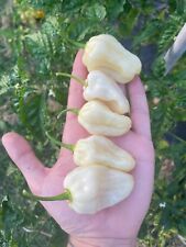 Semi peperoncino habanero usato  Volpago del Montello