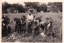 Foto instantânea original da Segunda Guerra Mundial ALEMÃ 1ª DIVISÃO PANZER GALINHAS BÉLGICA 485 comprar usado  Enviando para Brazil