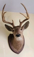 Point deer head for sale  Pasadena