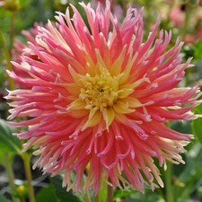 Cactus dahlia fringed for sale  WOLVERHAMPTON