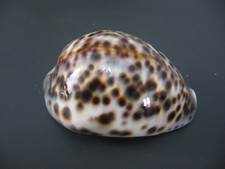 Coquillage cypraea cypraea d'occasion  Carry-le-Rouet