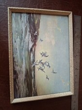 Vernon ward birds for sale  MANCHESTER