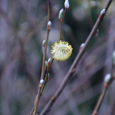 Salix acutifolia blue for sale  UK