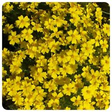 Tagetes lemon gem gebraucht kaufen  Bayreuth