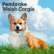 Pembroke welsh corgis for sale  Vacaville