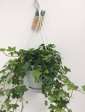 Hedera helix grün gebraucht kaufen  Düsseldorf