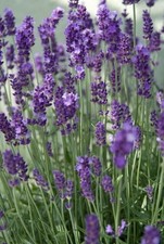 Lavanda lavandula ang. usato  Spedire a Italy