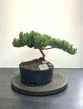 Juniperus bonsai medium for sale  WOLVERHAMPTON