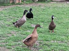 Duck eggs 6 for sale  WISBECH