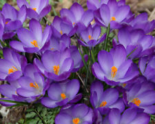 Crocus ruby giant for sale  WOLVERHAMPTON