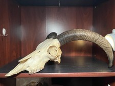 Nice texas aoudad for sale  Buffalo