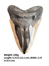 Authentic megalodon shark for sale  CAMBRIDGE
