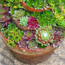 Sempervivum mix plants for sale  UK