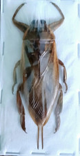 Huge brown water for sale  SLEAFORD