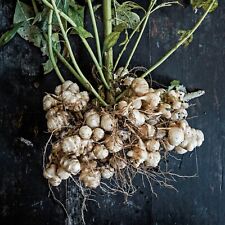 Jerusalem artichoke sunchoke for sale  Redlands