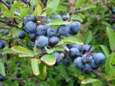 Prunus spinosa prugnolo usato  Napoli