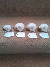 taxidermy parrot for sale taxidermy parrot for sale SAXMUNDHAM