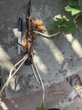 Cascade hops rhizomes for sale  Manteca