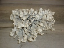 Natural white coral for sale  North Las Vegas