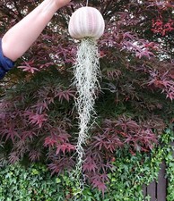 Extra large jellyfish for sale  LEIGH