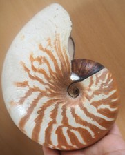 Grand Coquillage Nautile Nautilus Macromphalus Shell New Caledonia, usado comprar usado Grand Coquillage Nautile Nautilus Macromphalus Shell New Caledonia, usado comprar usado  Enviando para Brazil