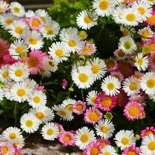 Erigeron karvinskianus profusi for sale  GLASGOW
