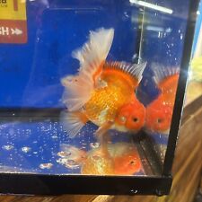 Thail oranda goldfish for sale  Brooklyn